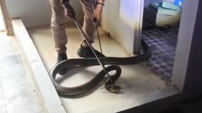 Thót tim cảnh rắn hổ mang chúa 