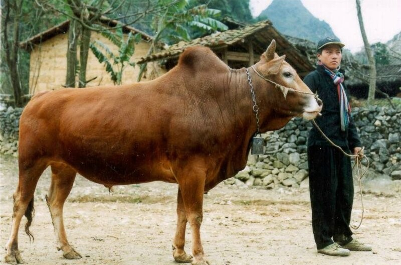 Việt Nam sở hữu một 'kho báu' giữa núi rừng Tây Bắc, giá hơn 1,2 triệu đồng/kg, chuẩn bị cạnh tranh Wagyu - Ảnh 2.