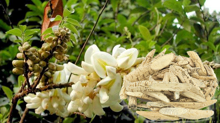 Dù bị can ngăn, anh nông dân quyết trồng loại củ ở độ sâu 20cm: 5 năm sau Dù bị can ngăn, anh nông dân quyết trồng loại củ ở độ sâu 20cm: 5 năm sau