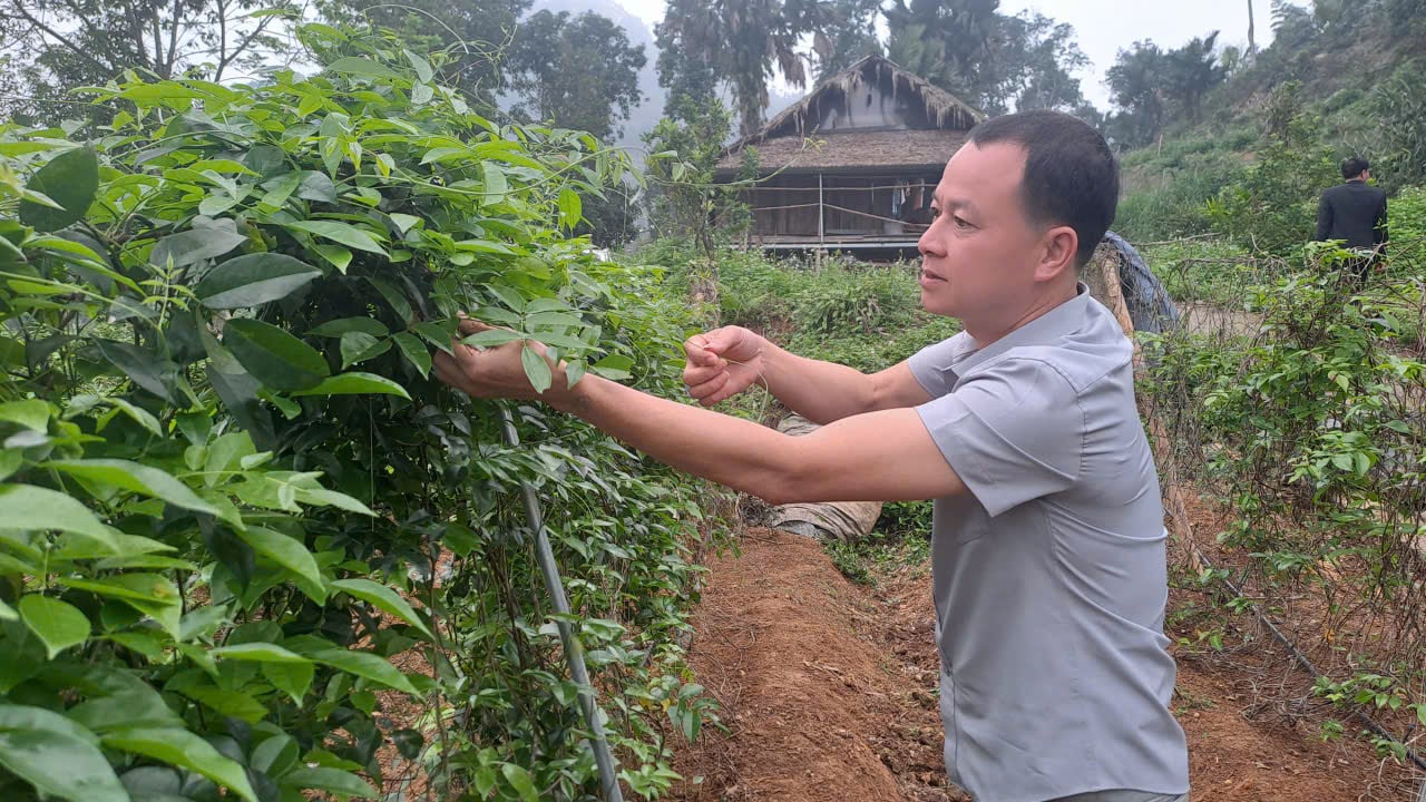 Dù bị can ngăn, anh nông dân quyết trồng loại củ ở độ sâu 20cm: 5 năm sau Dù bị can ngăn, anh nông dân quyết trồng loại củ ở độ sâu 20cm: 5 năm sau