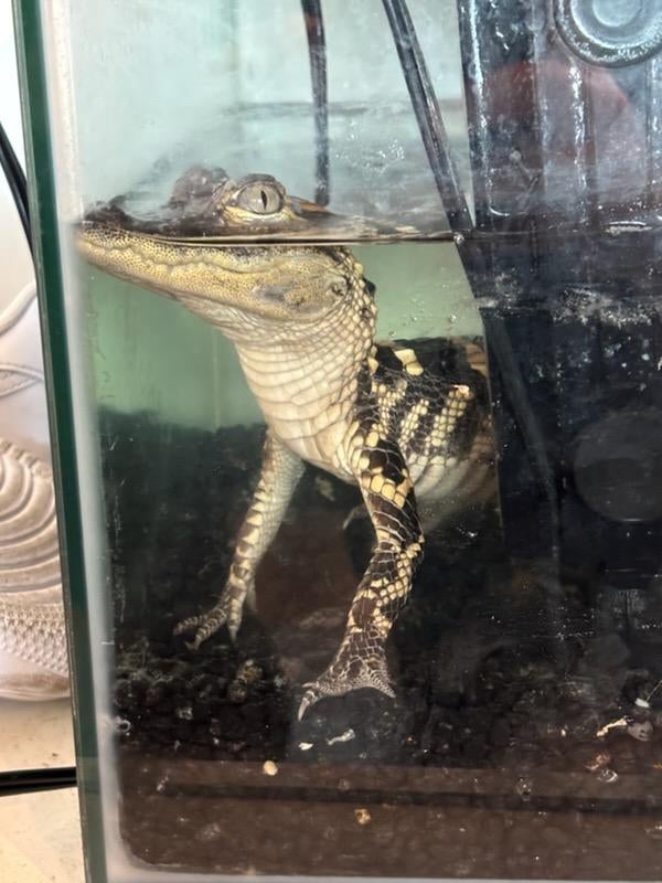 Đột kích một căn hộ hạng sang, phát hiện cá sấu, súng mạ vàng và hàng loạt hiện vật bất thường- Ảnh 1.