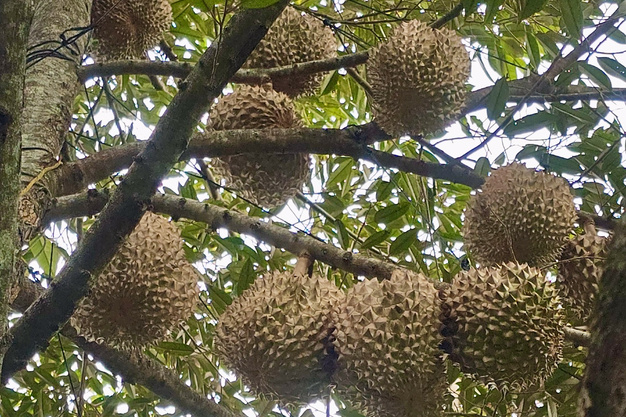 Sầu riêng Việt Nam có đối thủ mới ở Đông Nam Á, sản lượng dự kiến đạt 150 triệu kg, 90% xuất khẩu vẫn phụ thuộc một thị trường - Ảnh 3.
