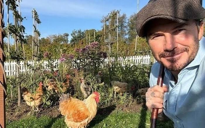 Toàn cảnh khu đất 100.000m2 là trang trại nuôi gà của David Beckham- Ảnh 9.