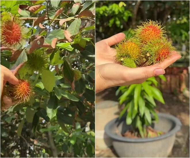 Vườn nhà nghìn mét vuông của Mỹ Tâm- Ảnh 10.