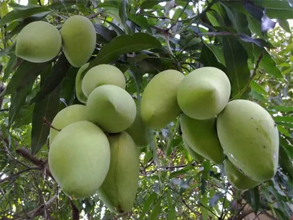 Vườn nhà nghìn mét vuông của Mỹ Tâm- Ảnh 6.