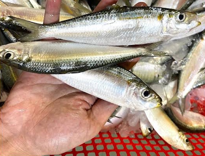 Chuyên gia Mỹ gọi tên loài cá "tốt bậc nhất thế giới", hóa ra ở chợ Việt bán đầy còn rẻ!- Ảnh 1.