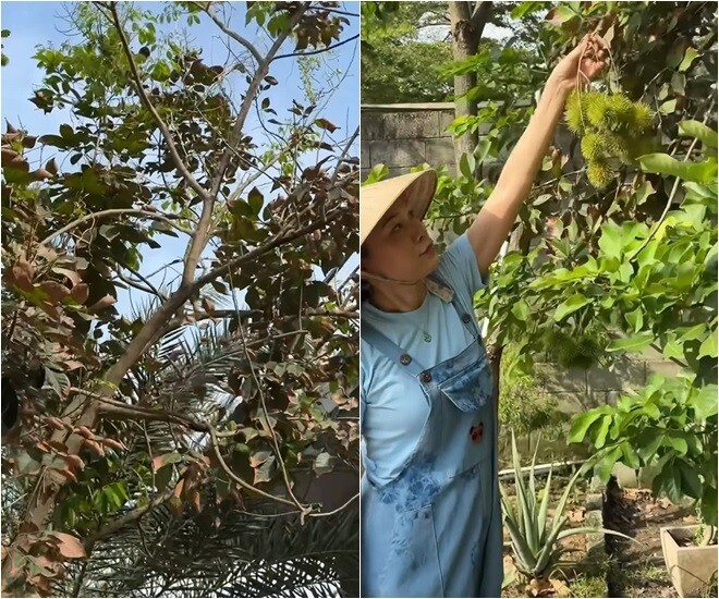 Vườn nhà nghìn mét vuông của Mỹ Tâm- Ảnh 11.