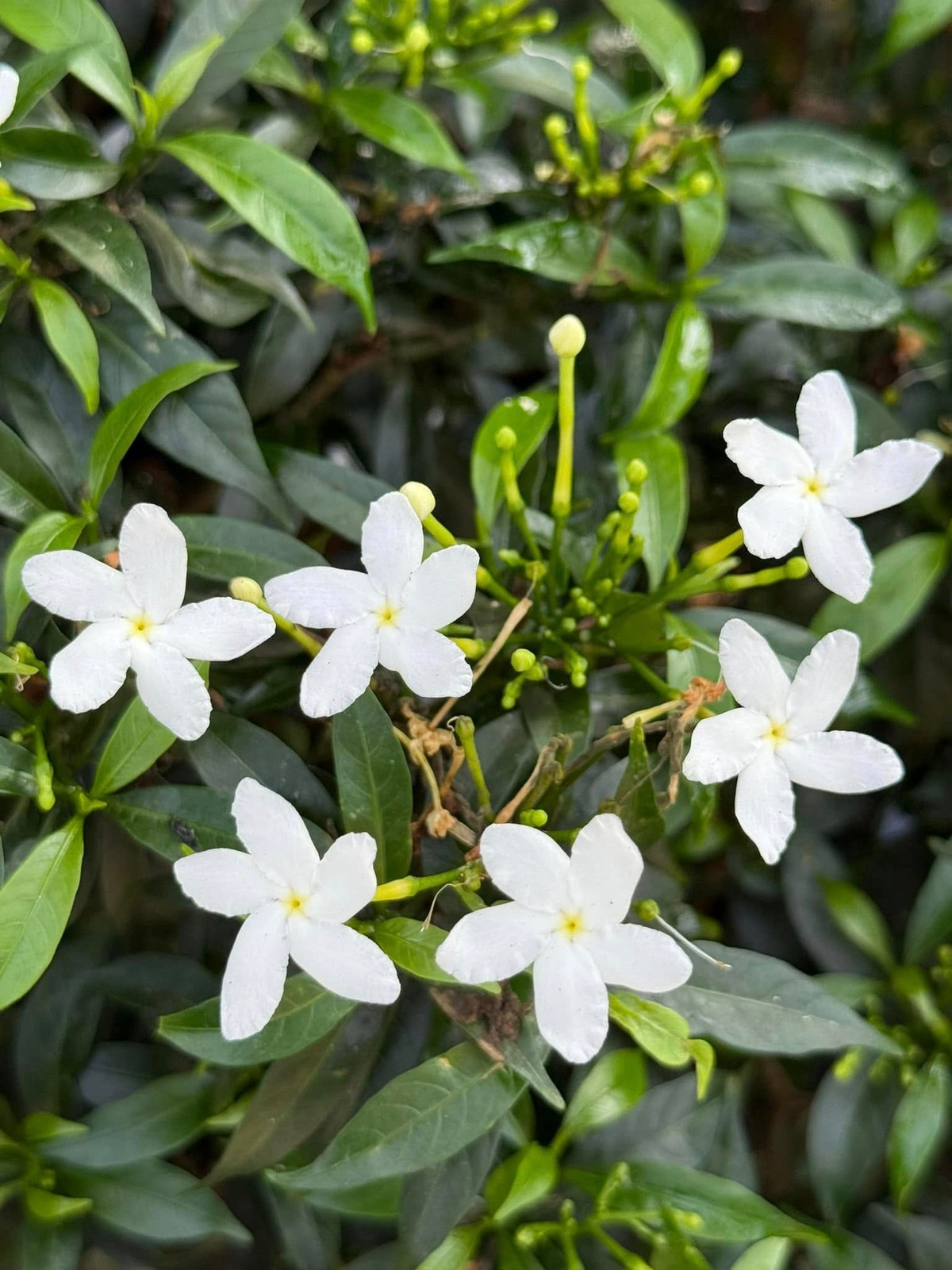 Vườn nhà nghìn mét vuông của Mỹ Tâm- Ảnh 3.