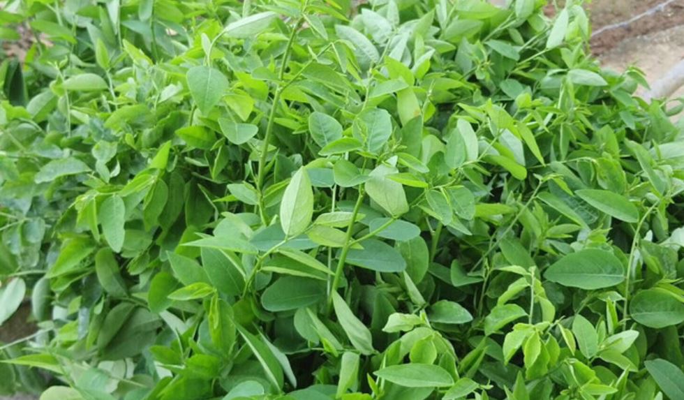 Loại rau quen thuộc giàu vitamin C hơn cả cam, ở chợ Việt vừa nhiều vừa rẻ - Ảnh 1.