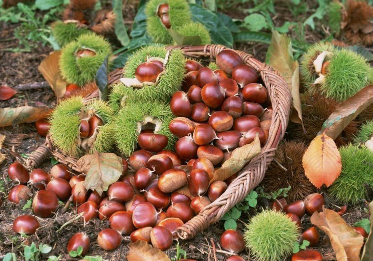 Loạt hạt vào mùa thu đông tốt cho sức khỏe nhưng nhiều người Việt lại đang ăn sai cách - Ảnh 1.