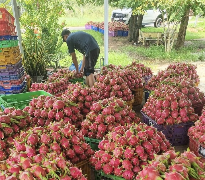 Thanh long rớt giá thảm, khi thị trường lớn không còn ‘gánh’ nguồn cung - Ảnh 3.