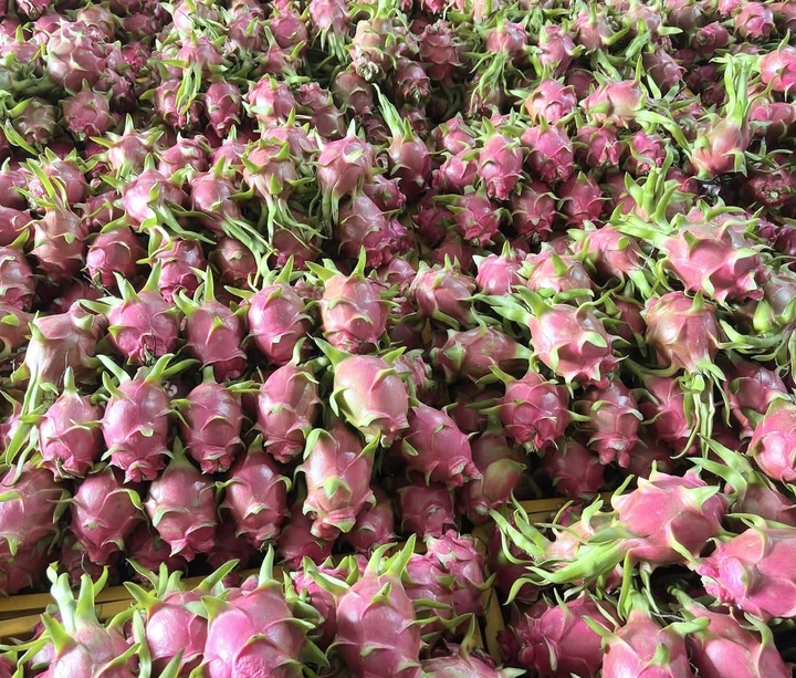 Thanh long rớt giá thảm, khi thị trường lớn không còn ‘gánh’ nguồn cung - Ảnh 5.