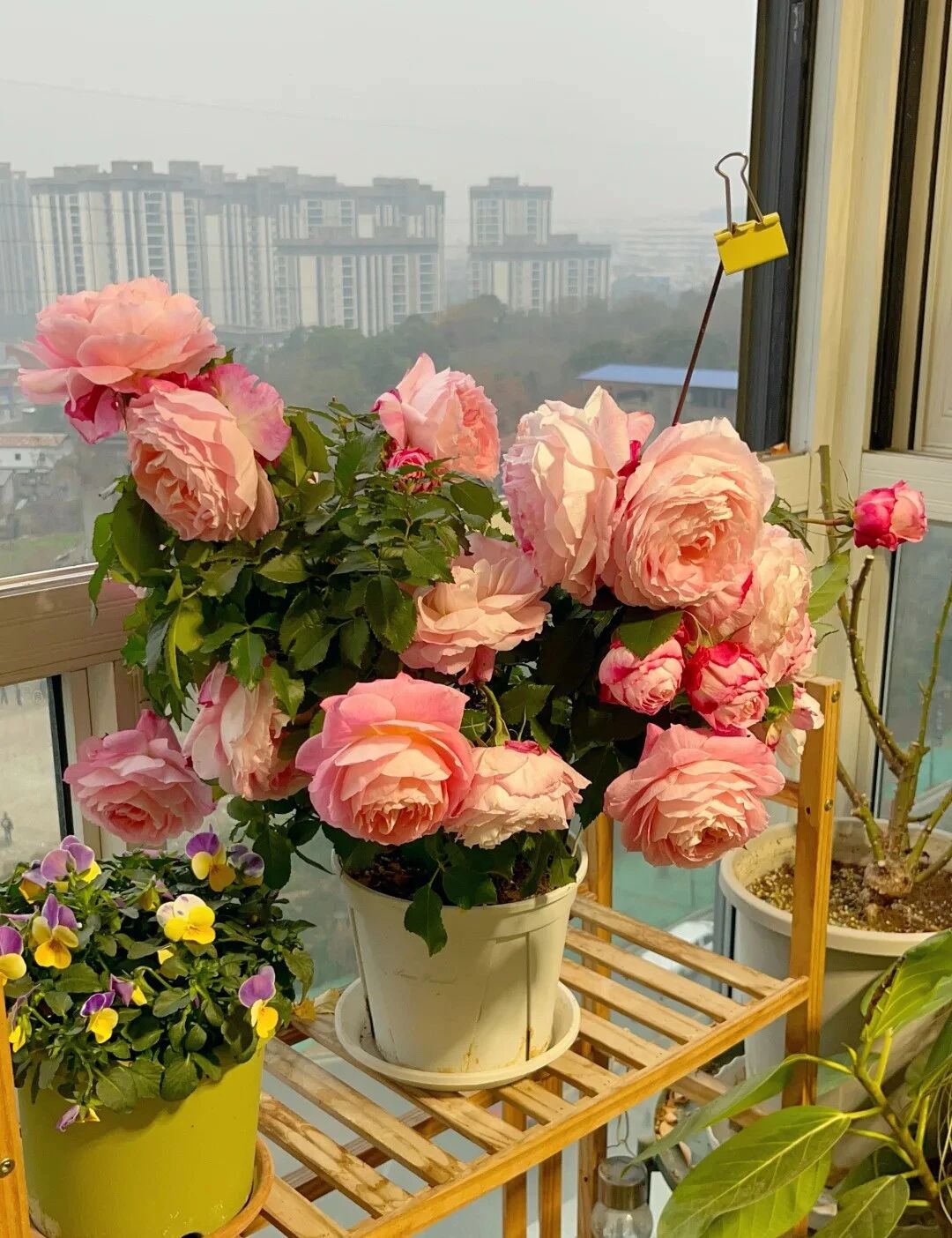 Căn nhà nhỏ ôm trọn tuổi già của cụ bà 92 tuổi: Bình yên, tự tại và chẳng muốn làm phiền con cháu - Ảnh 3.