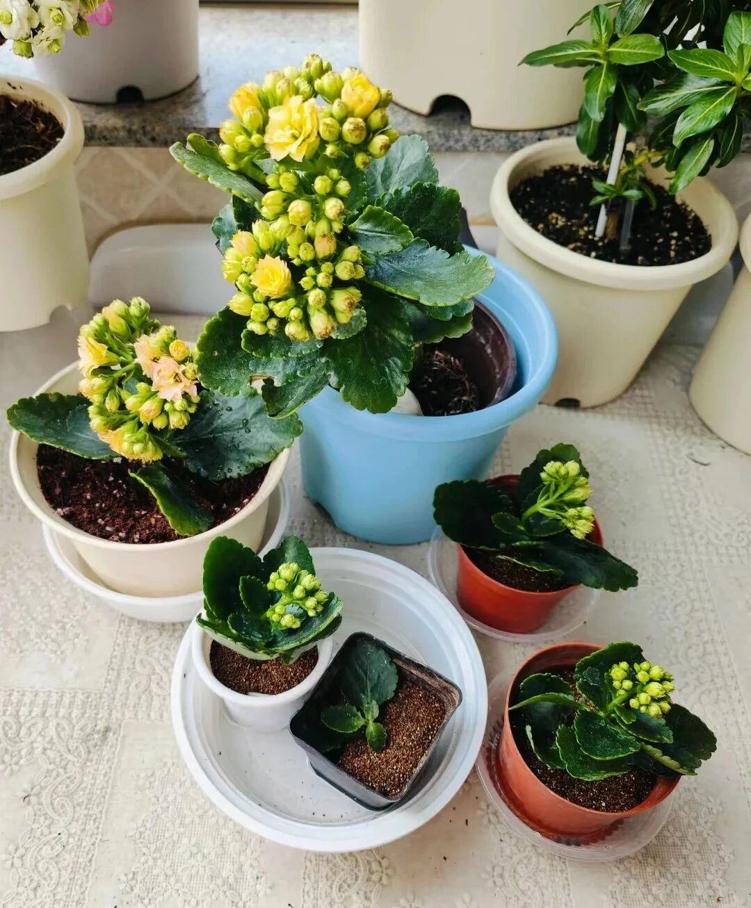 Căn nhà nhỏ ôm trọn tuổi già của cụ bà 92 tuổi: Bình yên, tự tại và chẳng muốn làm phiền con cháu - Ảnh 6.