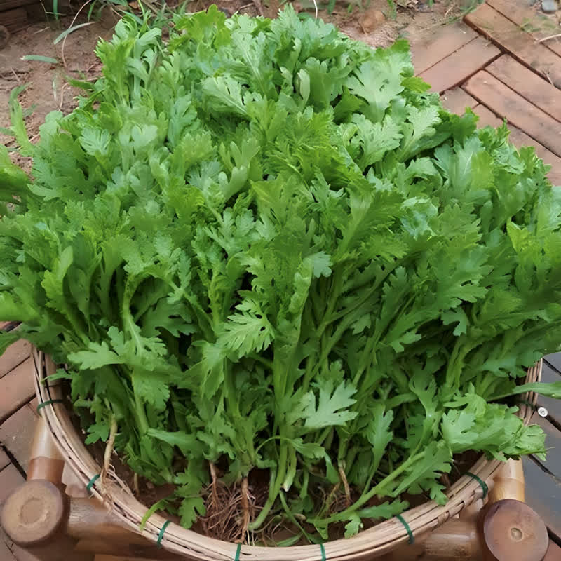 Loại rau vào mùa thu được nhiều người săn lùng: Giàu kali, canxi, còn được ví như “thuốc bổ” cho gan- Ảnh 4.