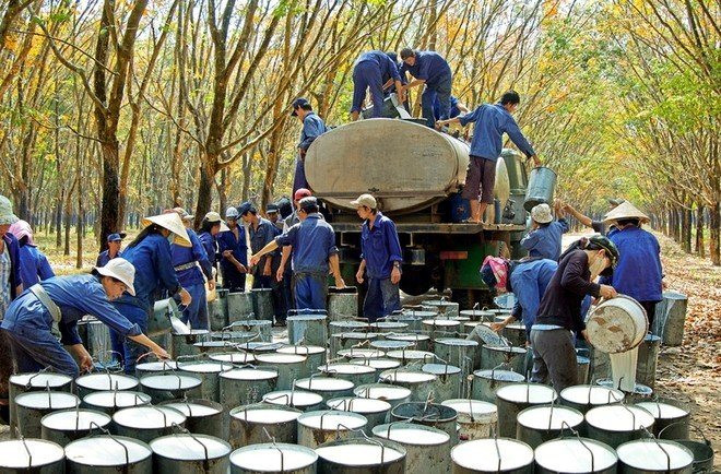 Một đại gia kinh doanh 'vàng trắng' sở hữu 15.600 ha đất tính chuyển sang trồng chuối vì lợi nhuận cao gấp 6–8 lần- Ảnh 1.