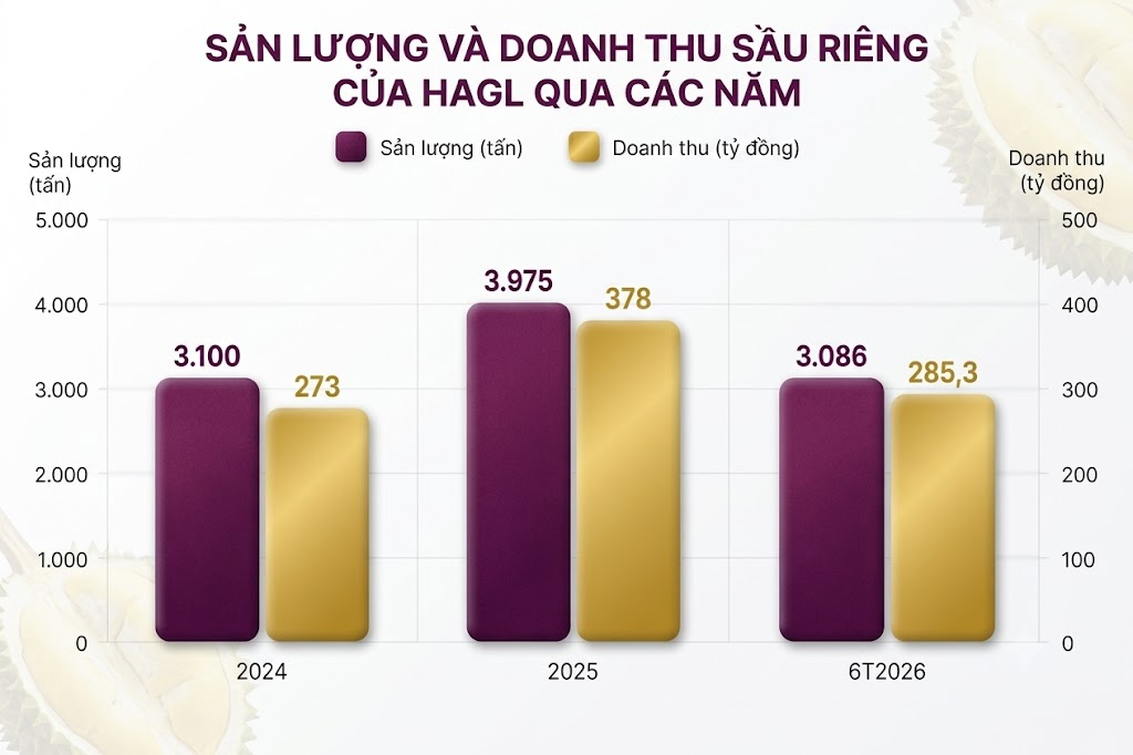 Bầu Đức trồng một loại cây 'bán giá nào cũng lãi': bội thu 7.500 tấn, sản lượng gấp 2 lần cả năm trước - Ảnh 2.