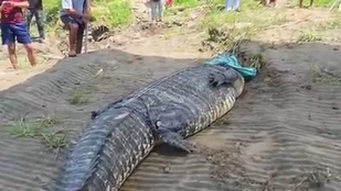Người dân bắt sống con cá sấu khổng lồ dài 7 mét trên sông - Ảnh 1.