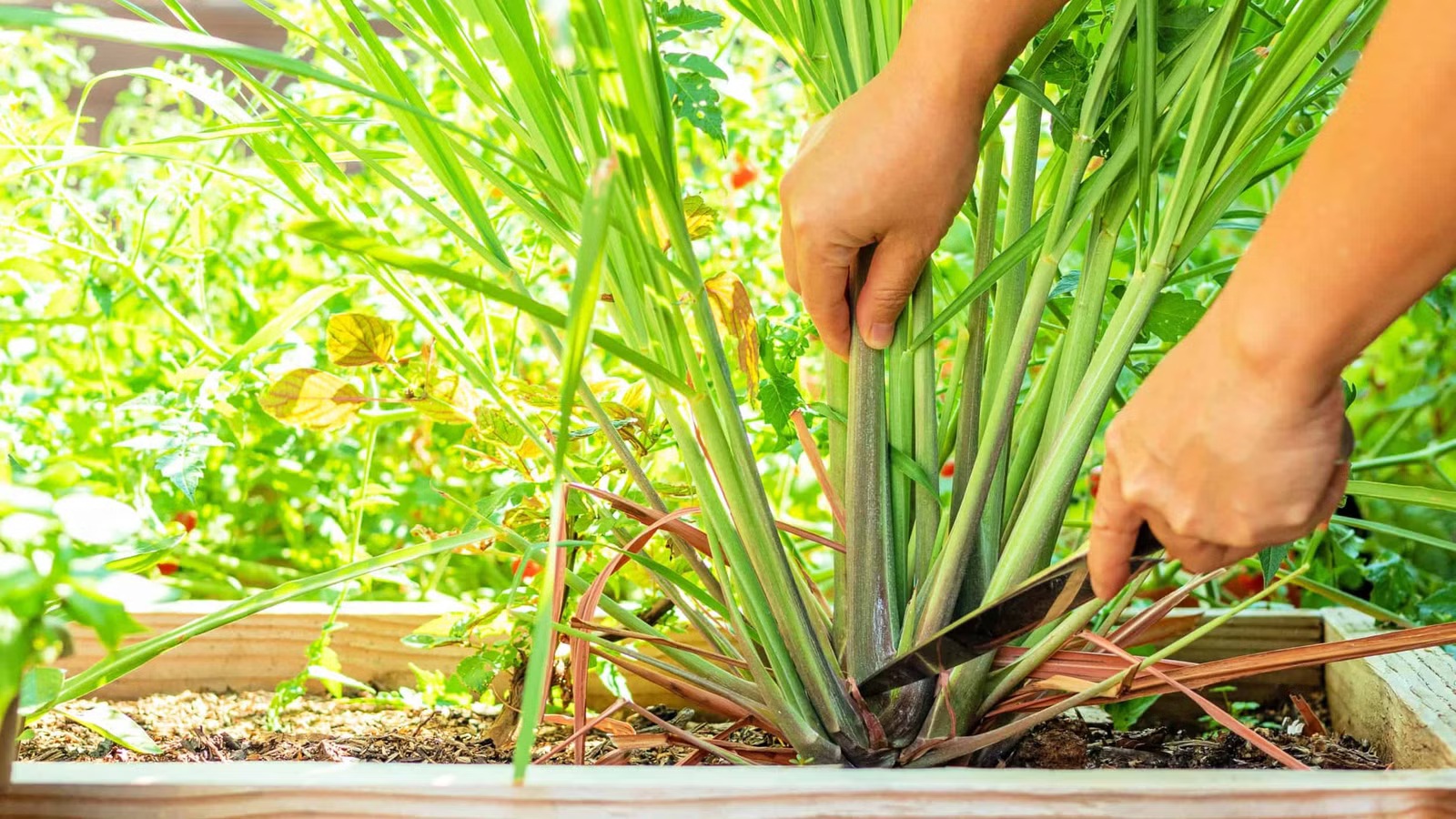 Cách đuổi chuột đơn giản bằng 3 loại cây gia vị quen thuộc- Ảnh 3. Cách đuổi chuột đơn giản bằng 3 loại cây gia vị quen thuộc- Ảnh 3.