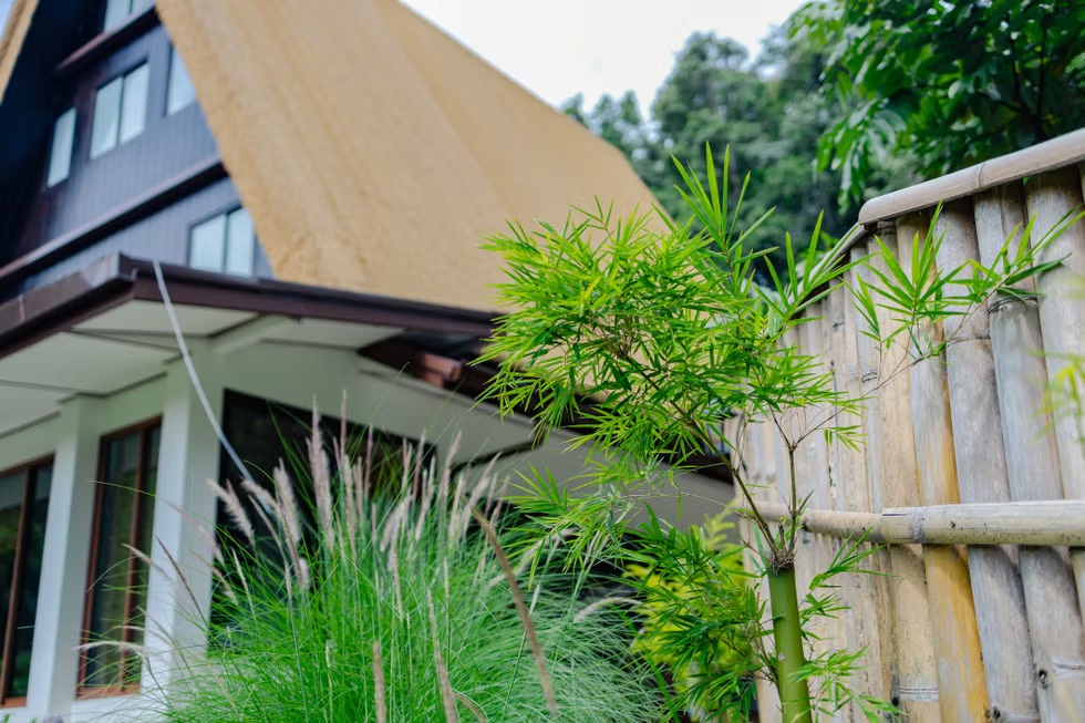 10 loại cây chớ nên trồng sát cửa nhà- Ảnh 1. 10 loại cây chớ nên trồng sát cửa nhà- Ảnh 1.