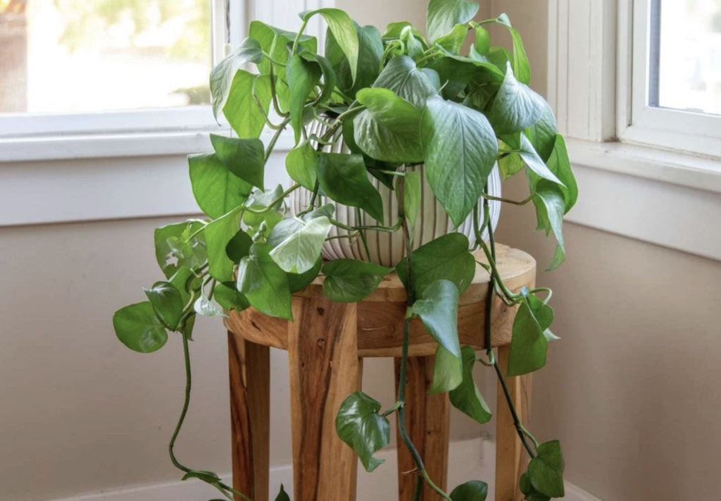 4 lời khuyên cho những gia đình đang trồng cây trầu bà trong nhà- Ảnh 1.