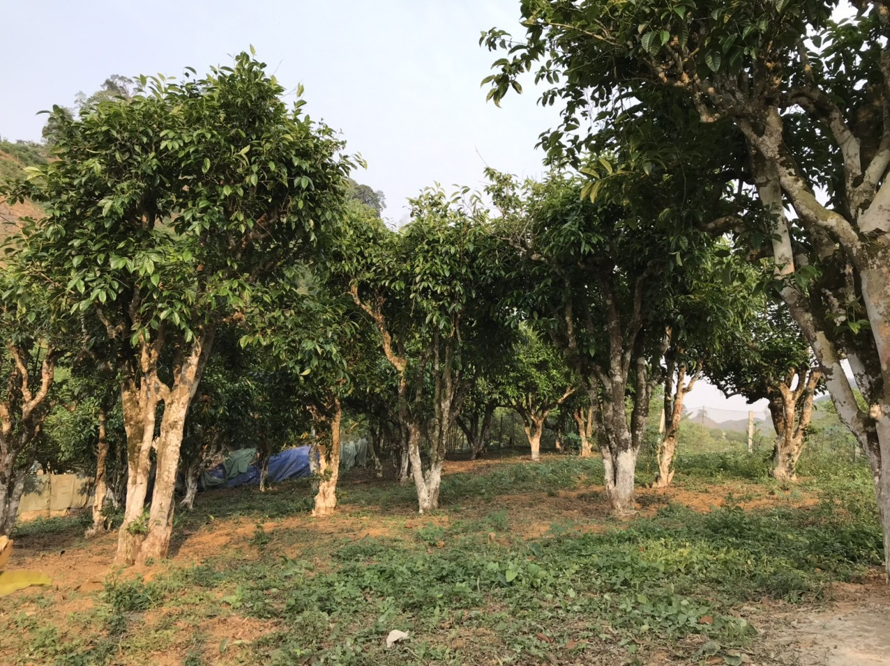Việt Nam có một vườn cây đặc biệt ở nơi mát mẻ quanh năm, nhiệt độ trung bình 15 - 22 độ C, nằm ở độ cao hơn 1.500m: Địa hình hiếm có, 40 ha cây cổ thụ, nhiều cây 300 tuổi được công nhận di sản - Ảnh 2.