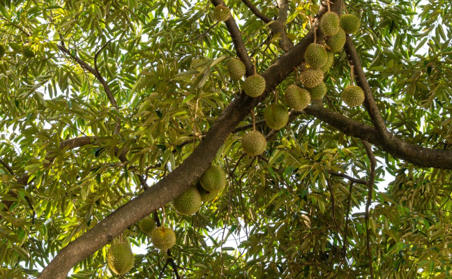 Không phải Thái Lan, một đối thủ của sầu riêng Việt Nam gặp khó chồng khó: Số cây ra hoa giảm 60%, vụ thu hoạch đứng trước nguy cơ chậm trễ - Ảnh 1.
