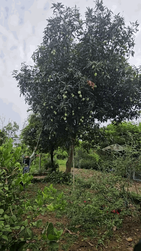 Nữ nghệ sĩ Việt nhận lương hưu gần 7 triệu đồng/tháng, sở hữu khu vườn rộng 4.000m² ven sông Hồng- Ảnh 3.