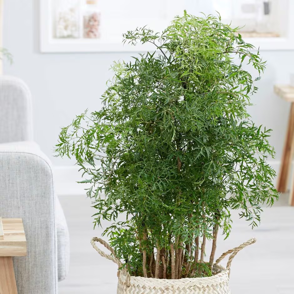 Vì sao nhiều gia đình trồng 1 cây đinh lăng trước nhà? Hóa ra không chỉ để lấy lá ăn- Ảnh 1.