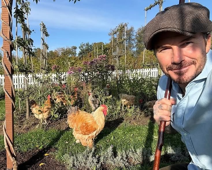 David Beckham hào hứng khoe "thành quả" làm vườn tại nhà, Victoria Beckham tiết lộ một chi tiết thú vị về gia đình- Ảnh 5.