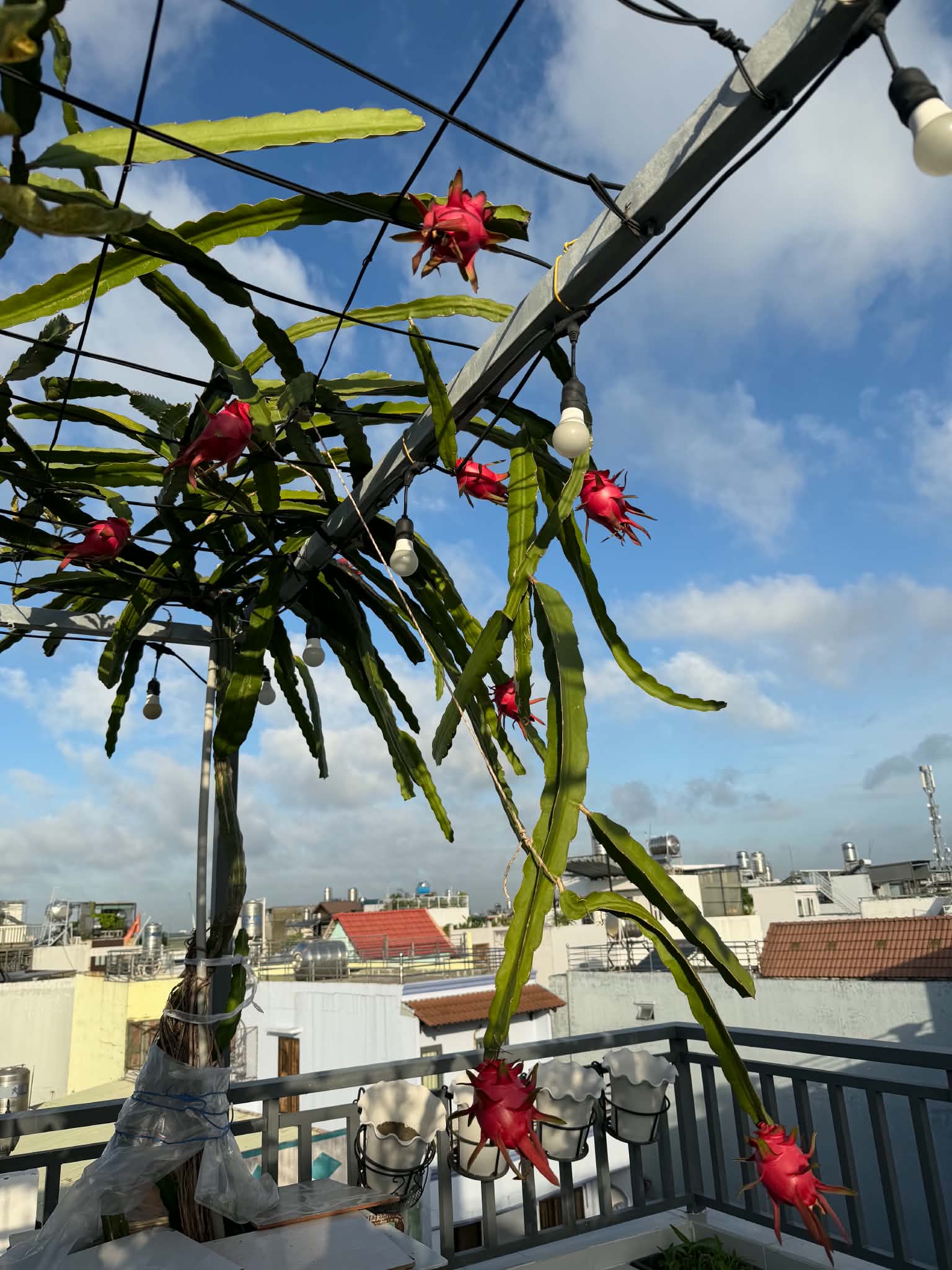 Khu vườn 40m² trên sân thượng ở TP.HCM: Rau xanh ăn quanh năm, chiều nào gia chủ cũng lên “xả stress”- Ảnh 14.