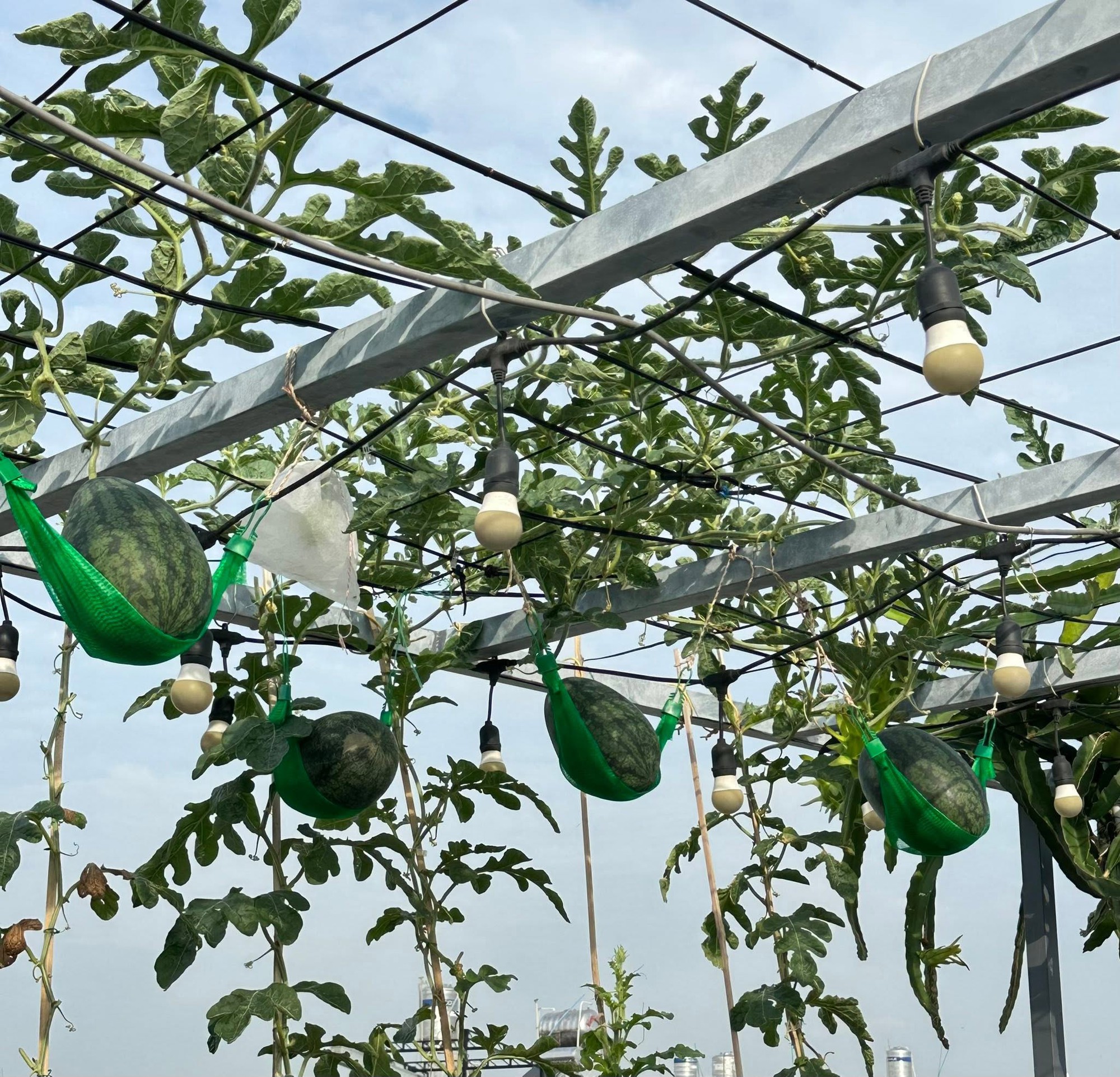 Khu vườn 40m² trên sân thượng ở TP.HCM: Rau xanh ăn quanh năm, chiều nào gia chủ cũng lên “xả stress”- Ảnh 12.