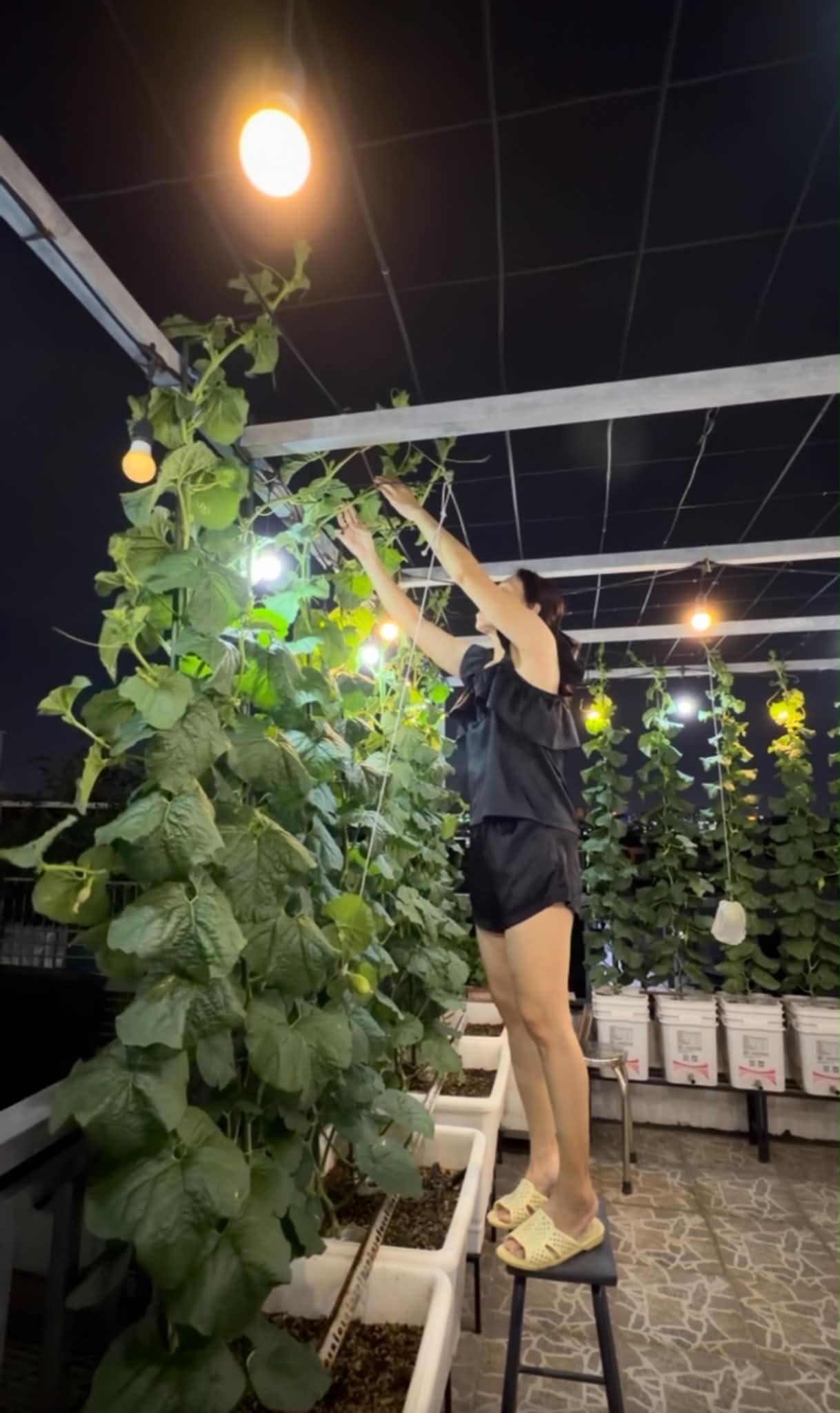 Khu vườn 40m² trên sân thượng ở TP.HCM: Rau xanh ăn quanh năm, chiều nào gia chủ cũng lên “xả stress”- Ảnh 13.