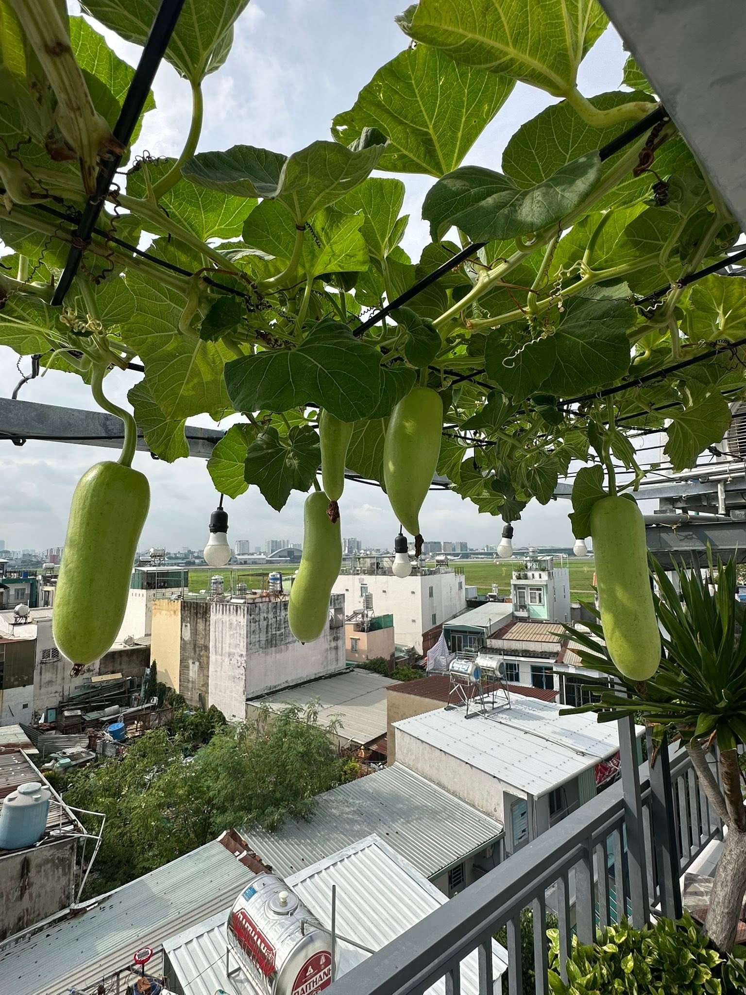 Khu vườn 40m² trên sân thượng ở TP.HCM: Rau xanh ăn quanh năm, chiều nào gia chủ cũng lên “xả stress”- Ảnh 6.