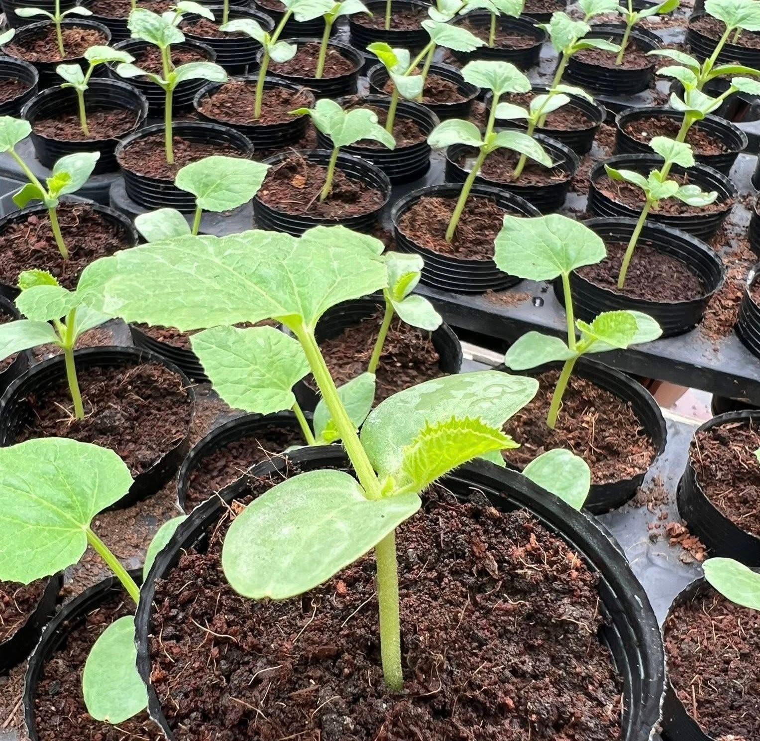 Khu vườn 40m² trên sân thượng ở TP.HCM: Rau xanh ăn quanh năm, chiều nào gia chủ cũng lên “xả stress”- Ảnh 15.