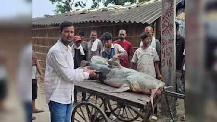 Cá lạ xuất hiện sau lũ lụt, Nepal - Ấn Độ cảnh báo người dân- Ảnh 1.