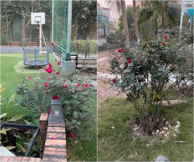 Vườn nhà nghìn mét vuông của NSND Xuân Bắc- Ảnh 17.