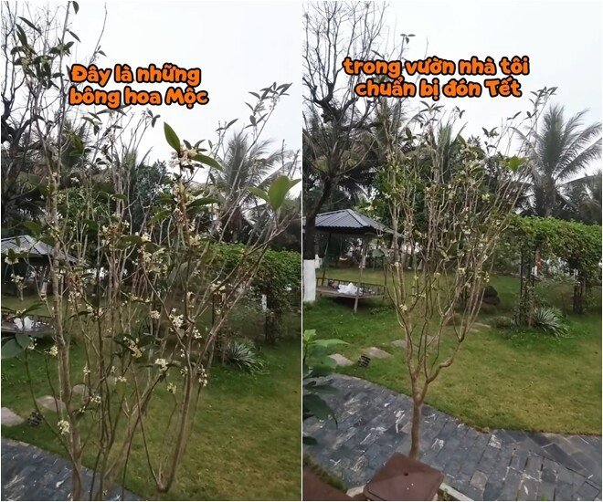 Vườn nhà nghìn mét vuông của NSND Xuân Bắc- Ảnh 11.