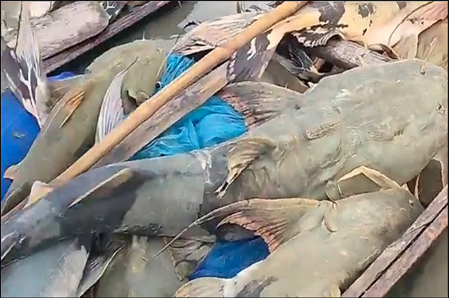 Phát hiện loạt cá lạ có con nặng tới 45kg sau lũ Nepal, người ăn vào bị ốm: Chính quyền lập tức cảnh báo- Ảnh 2.