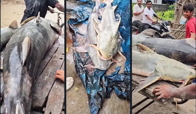 Phát hiện loạt cá lạ có con nặng tới 45kg sau lũ Nepal, người ăn vào bị ốm: Chính quyền lập tức cảnh báo- Ảnh 3.