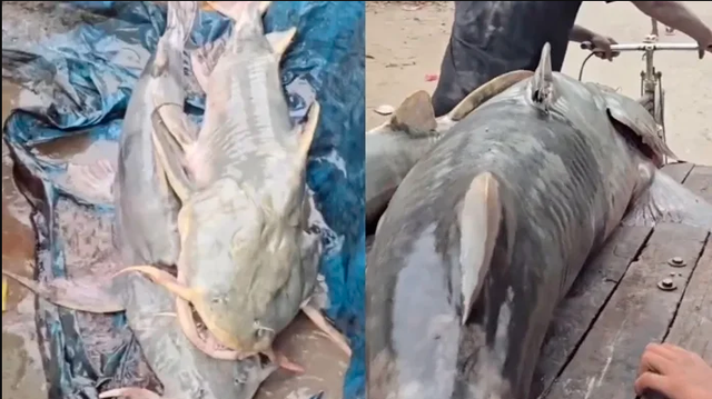 Phát hiện loạt cá lạ có con nặng tới 45kg sau lũ Nepal, người ăn vào bị ốm: Chính quyền lập tức cảnh báo- Ảnh 4.