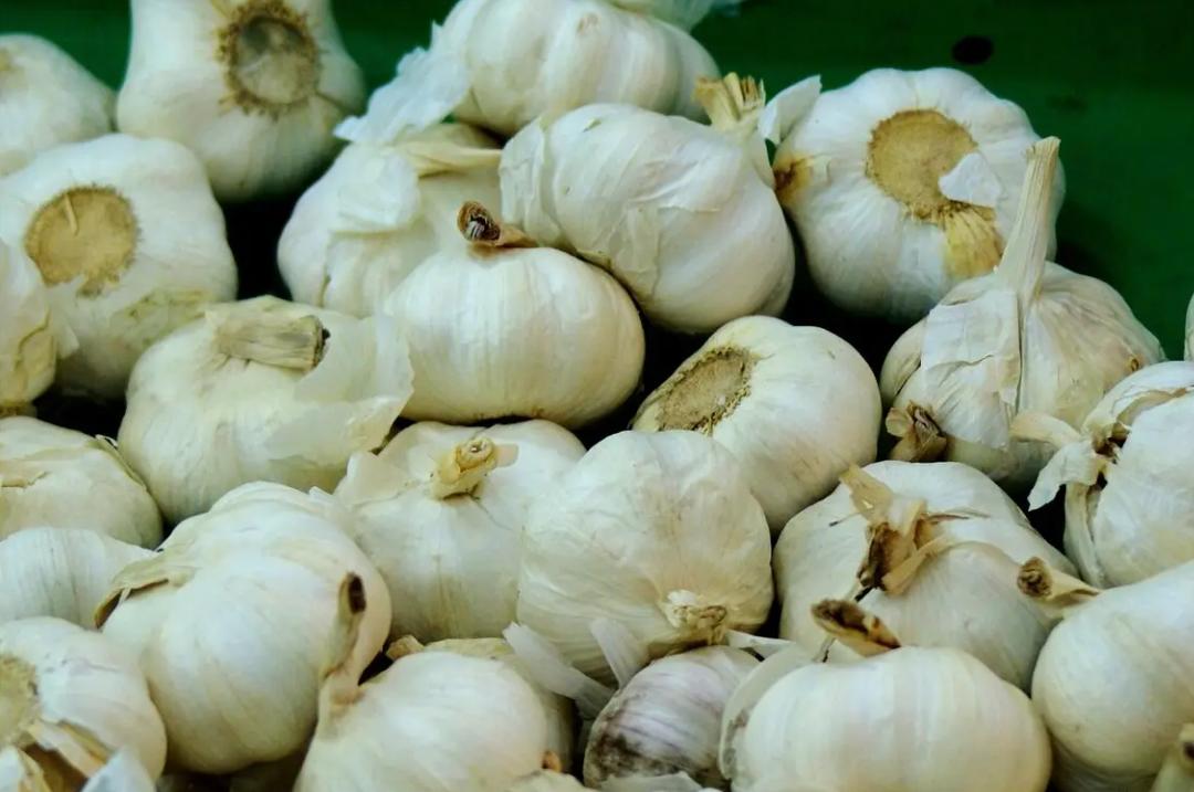 Tôi vừa biết mẹo bảo quản tỏi rất dễ, có thể giữ được độ tươi ngon đến 6 tháng mà không bị mốc, héo hoặc nảy mầm- Ảnh 3.