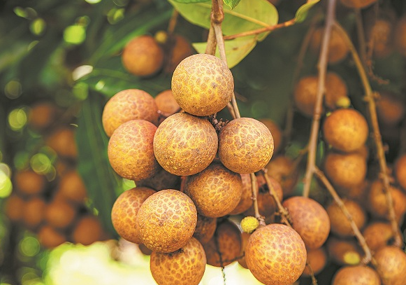 Phát minh của Trung Quốc làm rung chuyển ngành rau quả: Tạo ra quả vải và nhãn đầu tiên trên thế giới, chuẩn bị cho thu hoạch trong tháng 9 - Ảnh 1.