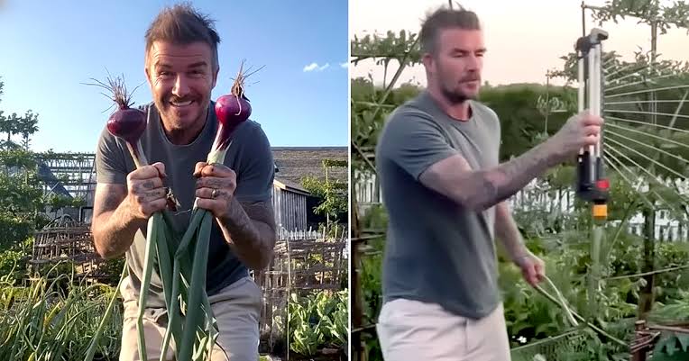 Khu vườn trồng rau nuôi gà 350 tỷ của Beckham  - Ảnh 2.
