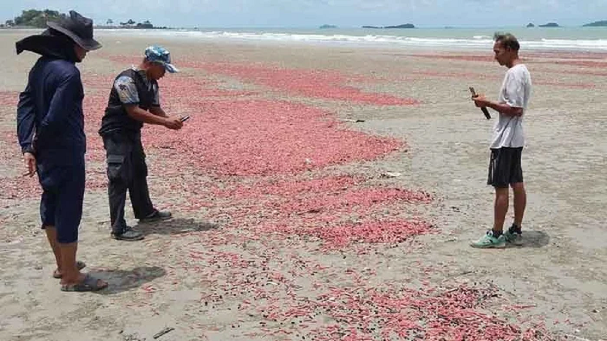 Đang đi dạo biển, người dân bỗng khựng lại trước cảnh tượng "nổi da gà" trước mắt - Ảnh 1.