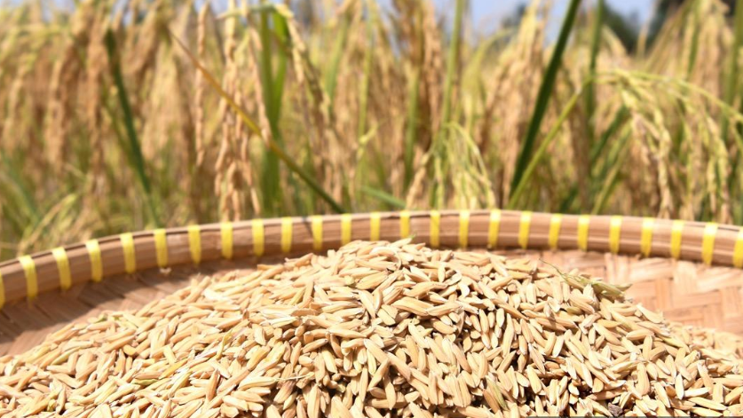 Không phải Thái Lan hay Ấn Độ, một quốc gia châu Á vừa cắt giảm 50% hạn ngạch xuất khẩu gạo - Ảnh 1.