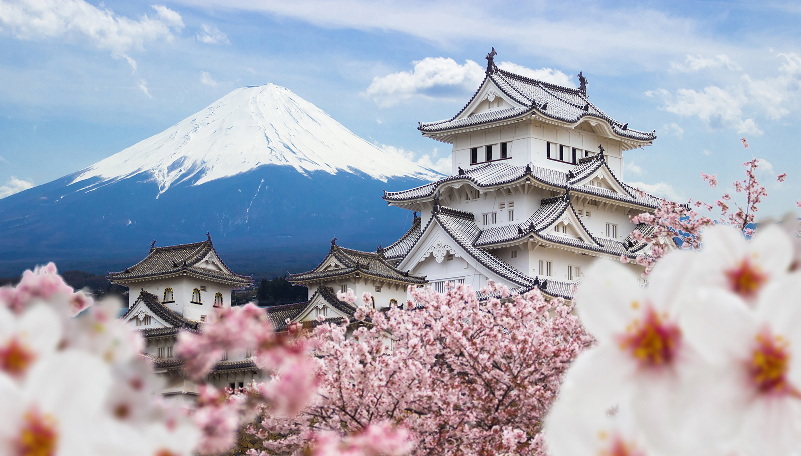 Vẻ đẹp tỷ USD của hoa anh đào Nhật Bản