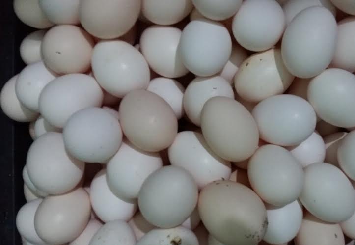 
Mánh của dân buôn là để hai loại trứng gà Ai Cập lông trắng với gà Ai Cập lông vằn sẽ ra loại trứng giống hệt trứng gà ta
