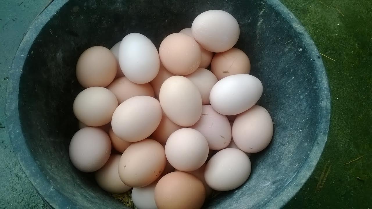 
Trứng gà ta được bán tại trang trại giá đã 4.500-5.000 đồng/quả tùy loại
