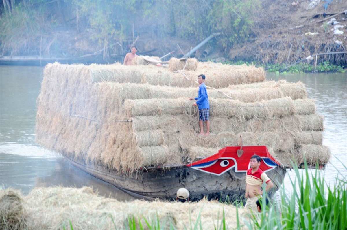 Thương lái tranh mua rơm tươi
